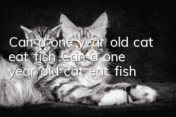 Can a one year old cat eat fish? Can a one year old cat eat fish?