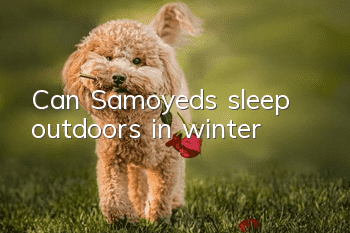 Can Samoyeds sleep outdoors in winter?