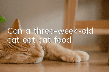 Can a three-week-old cat eat cat food?