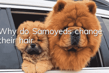 Why do Samoyeds change their hair?
