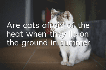 Are cats afraid of the heat when they lie on the ground in summer?