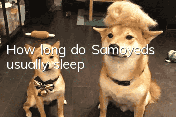 How long do Samoyeds usually sleep?