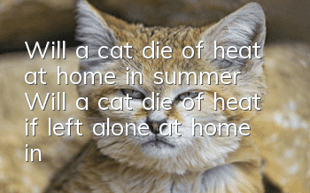 Will a cat die of heat at home in summer? Will a cat die of heat if left alone at home in summer?