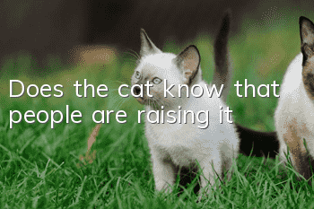 Does the cat know that people are raising it?