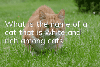 What is the name of a cat that is white and rich among cats?