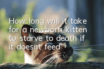How long will it take for a newborn kitten to starve to death if it doesn't feed?