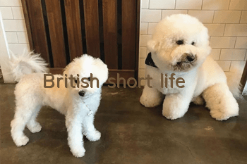 British short life