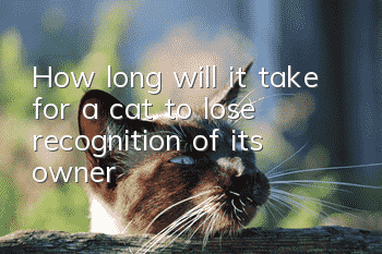 How long will it take for a cat to lose recognition of its owner?