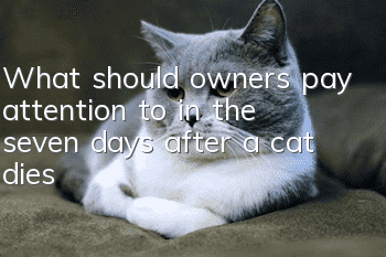 What should owners pay attention to in the seven days after a cat dies?