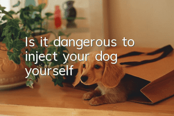Is it dangerous to inject your dog yourself?