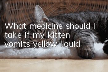 What medicine should I take if my kitten vomits yellow liquid?