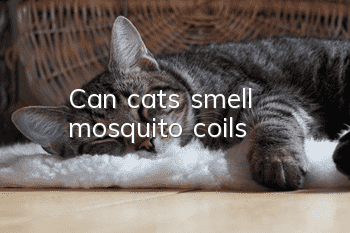 Can cats smell mosquito coils?