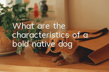 What are the characteristics of a bold native dog?
