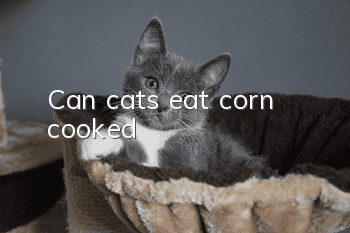 Can cats eat corn, cooked?