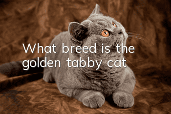 What breed is the golden tabby cat?