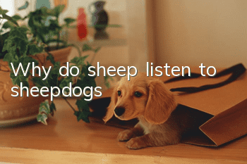 Why do sheep listen to sheepdogs?