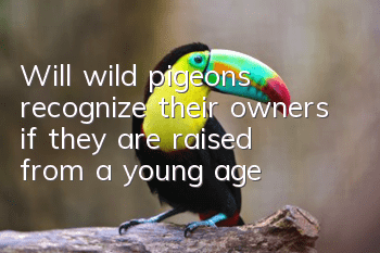 Will wild pigeons recognize their owners if they are raised from a young age?