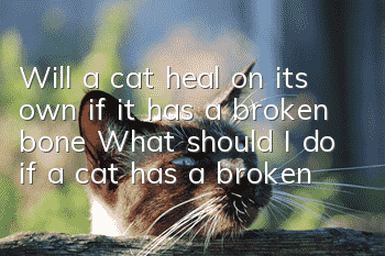 Will a cat heal on its own if it has a broken bone? What should I do if a cat has a broken bone? Will it heal on its own?