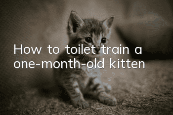 How to toilet train a one-month-old kitten