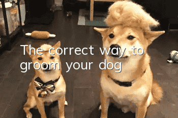 The correct way to groom your dog