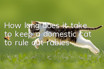How long does it take to keep a domestic cat to rule out rabies?