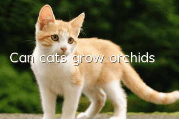 Can cats grow orchids?
