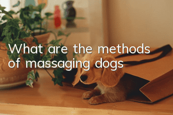 What are the methods of massaging dogs?
