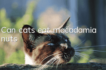 Can cats eat macadamia nuts?