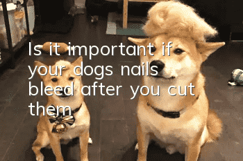 Is it important if your dog’s nails bleed after you cut them?