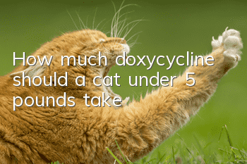 How much doxycycline should a cat under 5 pounds take?