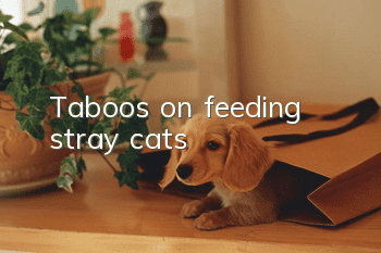 Taboos on feeding stray cats