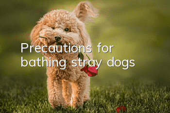 Precautions for bathing stray dogs