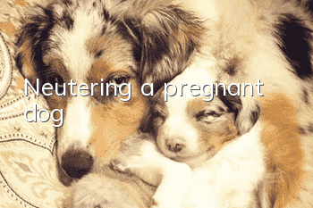 Neutering a pregnant dog