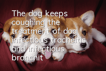 The dog keeps coughing, the treatment of dog infectious tracheitis and infectious bronchitis!