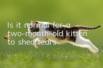 Is it normal for a two-month-old kitten to shed tears?