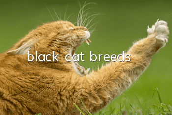 black cat breeds