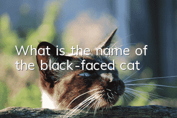 What is the name of the black-faced cat?