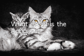 What breed is the Aobai cat?