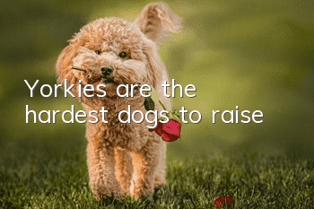 Yorkies are the hardest dogs to raise