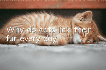 Why do cats lick their fur every day?