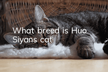 What breed is Huo Siyan’s cat?