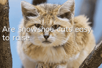 Are snowshoe cats easy to raise?