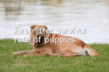 First litter survival rate of puppies