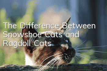 The Difference Between Snowshoe Cats and Ragdoll Cats