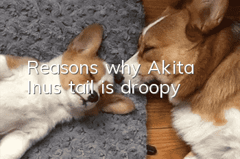 Reasons why Akita Inu’s tail is droopy