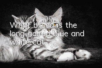 What breed is the long-haired blue and white cat?