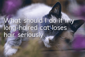 What should I do if my long-haired cat loses hair seriously?