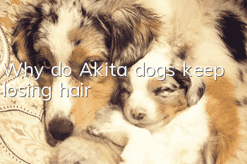 Why do Akita dogs keep losing hair?