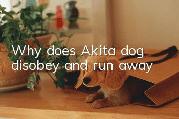 Why does Akita dog disobey and run away?