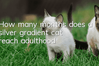 How many months does a silver gradient cat reach adulthood?